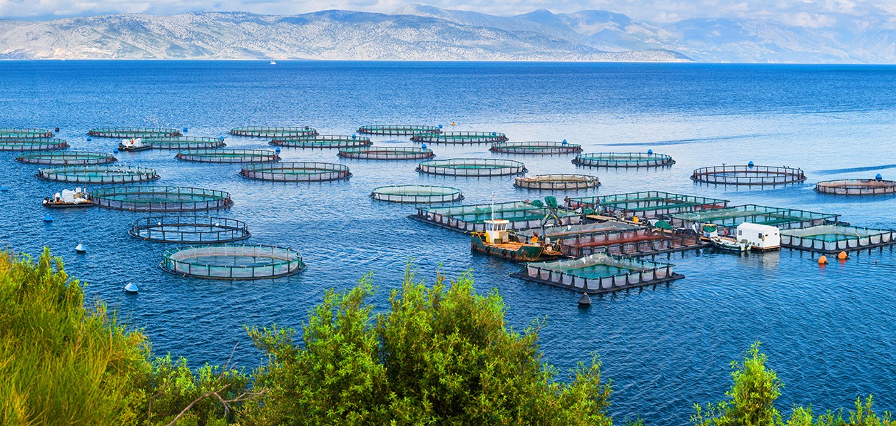 About the Turkish Seafood Promotion Committee